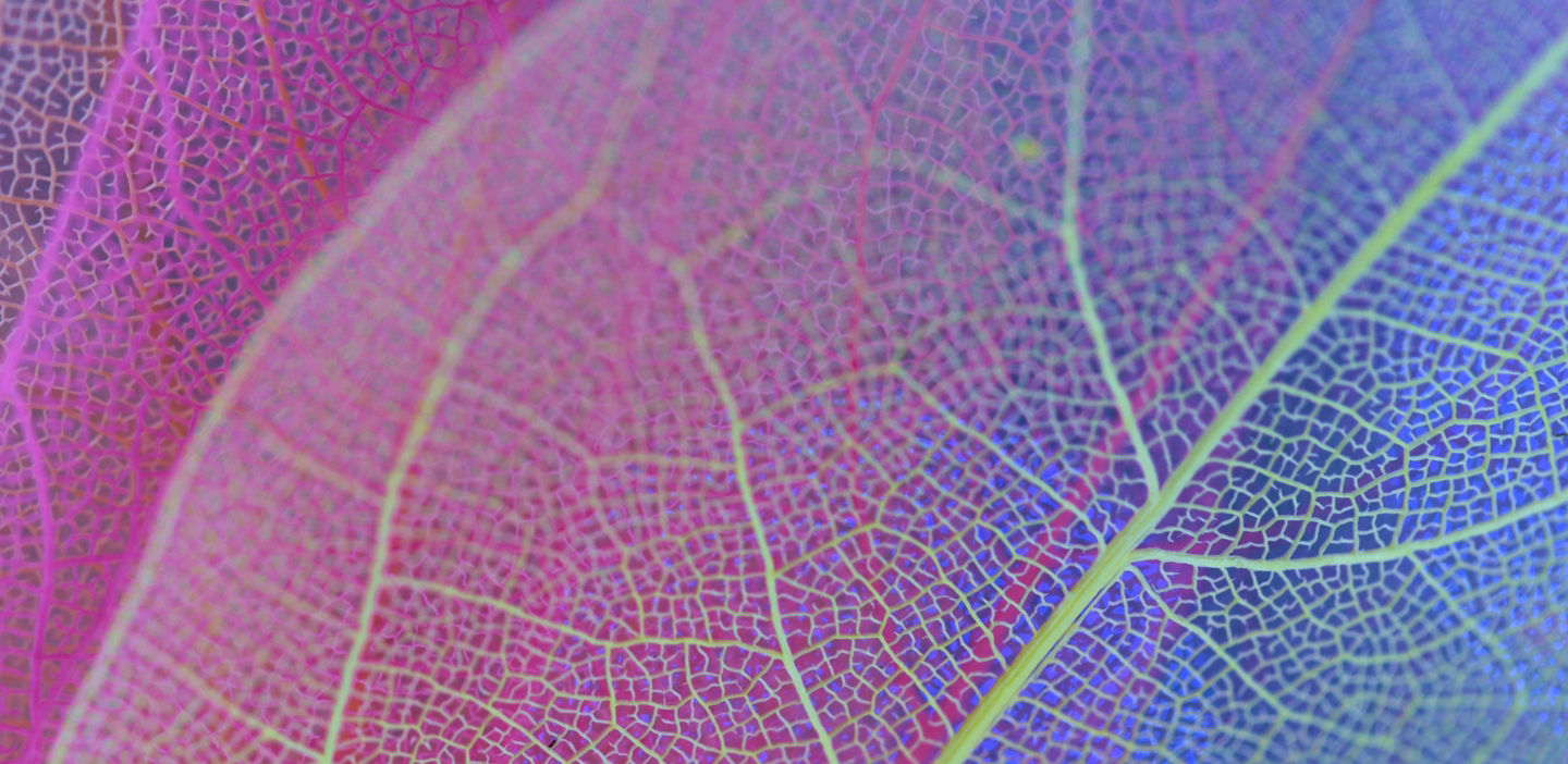 EuroMedLab 2025 Leaf close up
